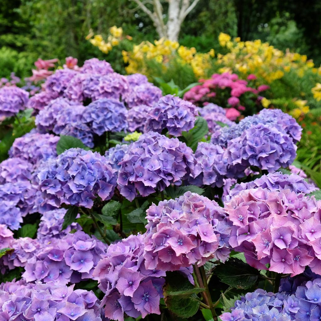 Hortensia macrophylla Hambourg - Hydrangea