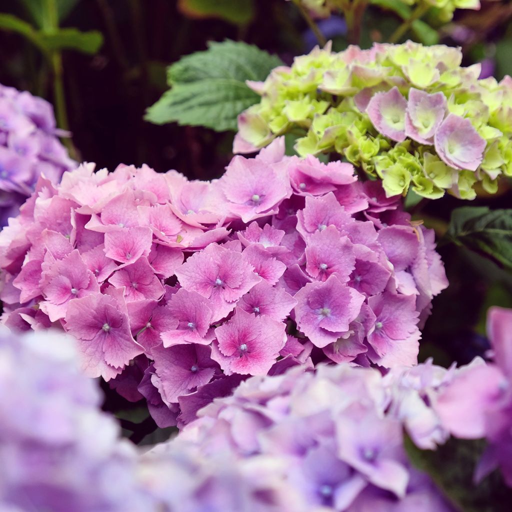 Hortensia macrophylla Hambourg - Hydrangea