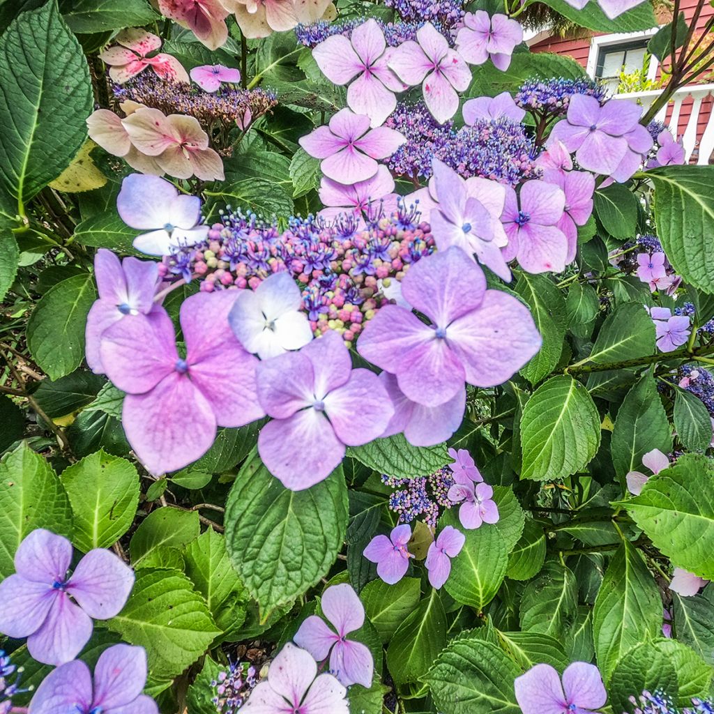 Hortensia macrophylla Kardinal Violet - Hydrangea