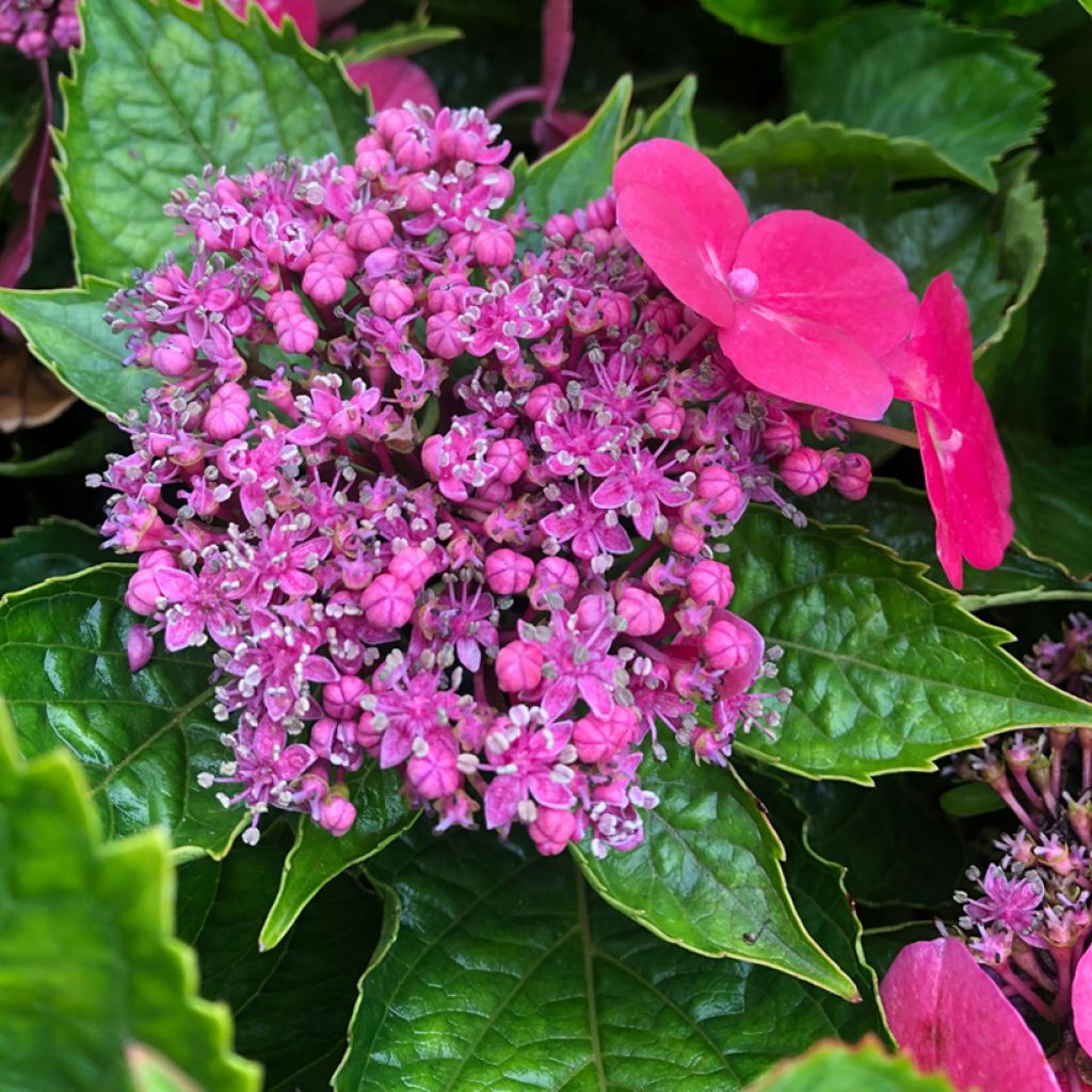 Hortensia macrophylla Teller Kardinal - Hydrangea