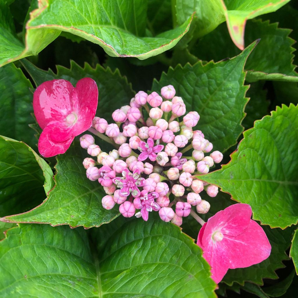Hortensia macrophylla Teller Kardinal - Hydrangea