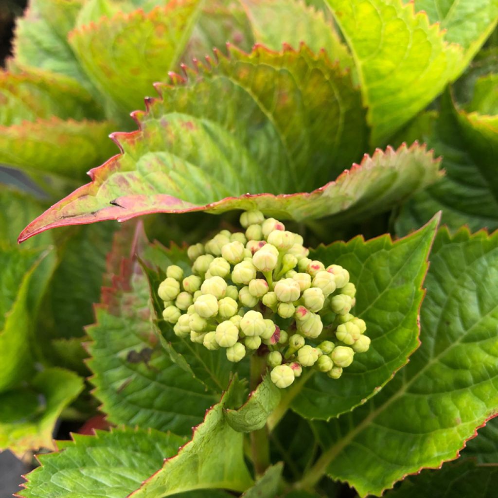 Hortensia macrophylla Teller Kardinal - Hydrangea