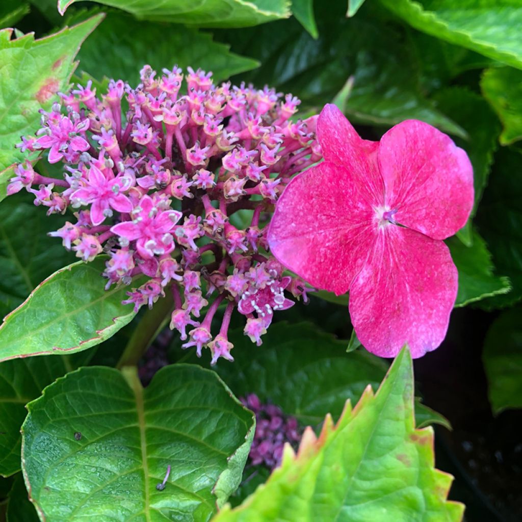 Hortensia macrophylla Teller Kardinal - Hydrangea