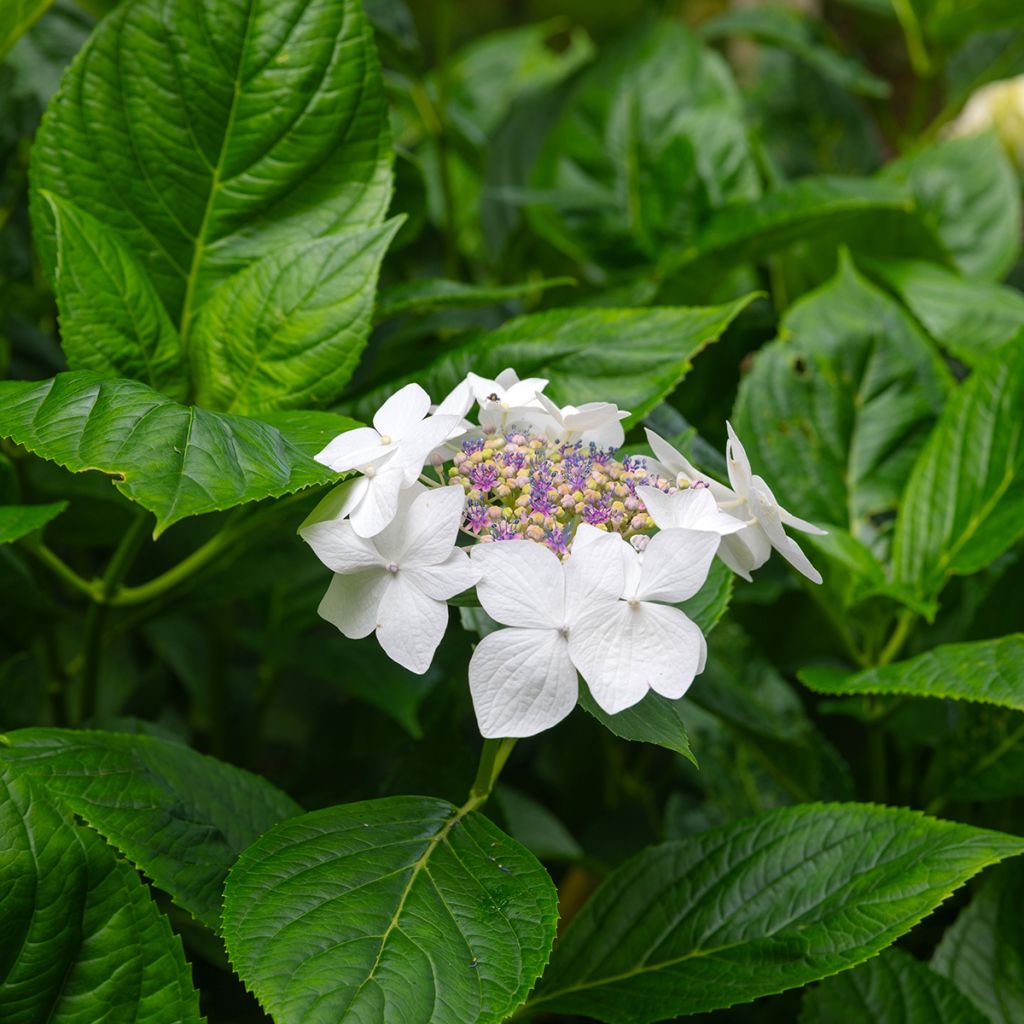 Hortensia macrophylla Libelle - Hydrangea
