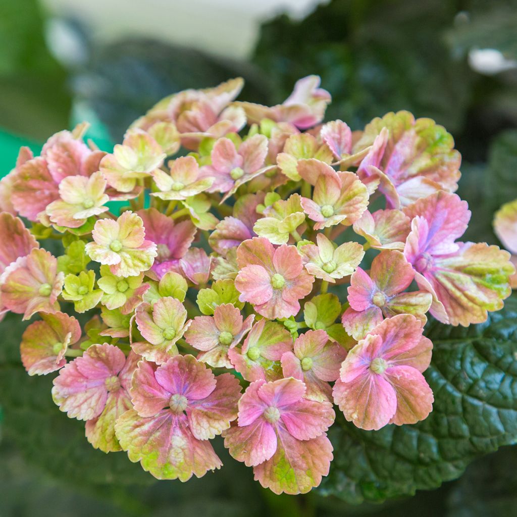 Hortensia macrophylla Magical Amethyst - Hydrangea