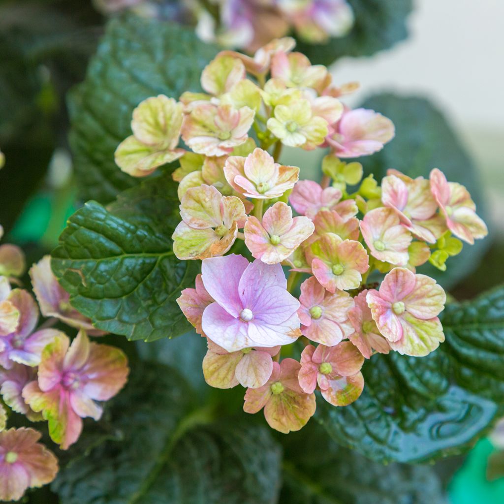 Hortensia macrophylla Magical Amethyst - Hydrangea