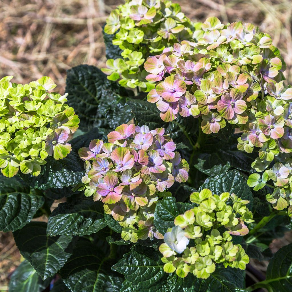Hortensia macrophylla Magical Amethyst - Hydrangea