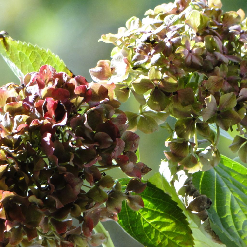 Hortensia macrophylla Magical Crimson - Hydrangea