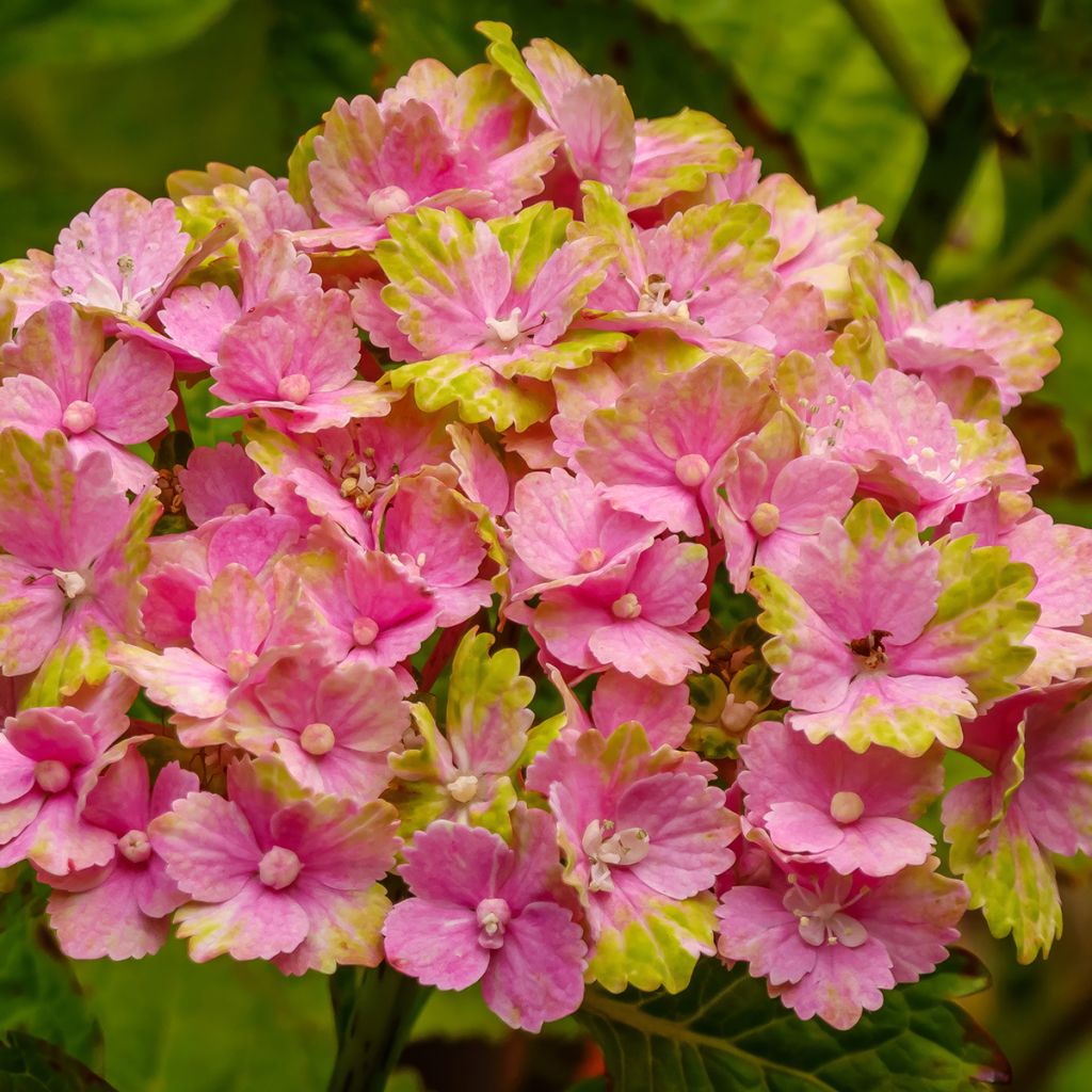 Hortensia macrophylla Magical Jade - Hydrangea