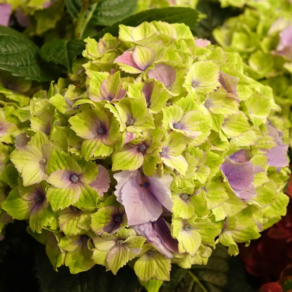 Hortensia macrophylla Magical Jewel rosa - Hydrangea