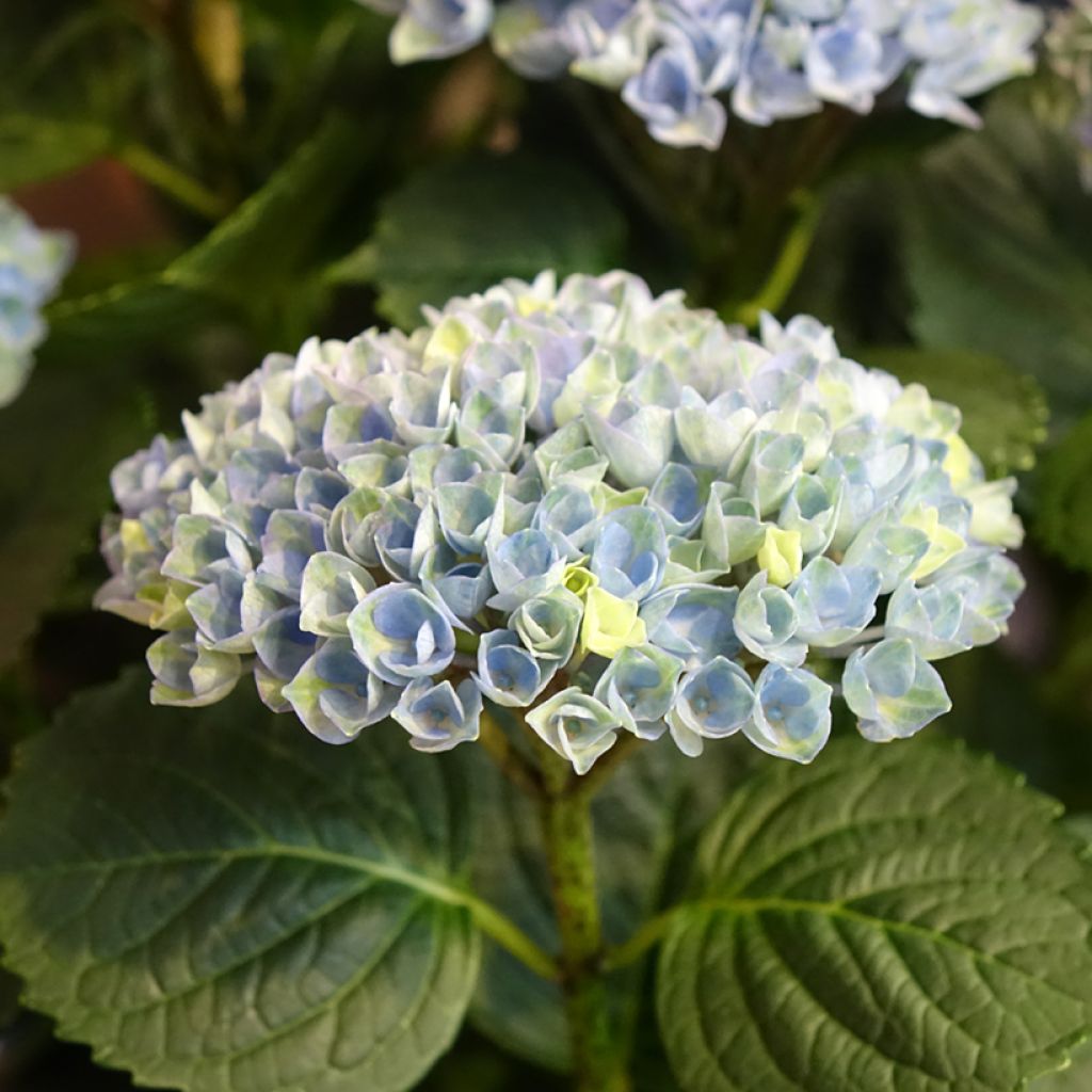 Hortensia macrophylla Magical Revolution Bleu - Hydrangea