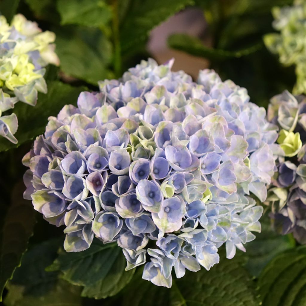 Hortensia macrophylla Magical Revolution Bleu - Hydrangea