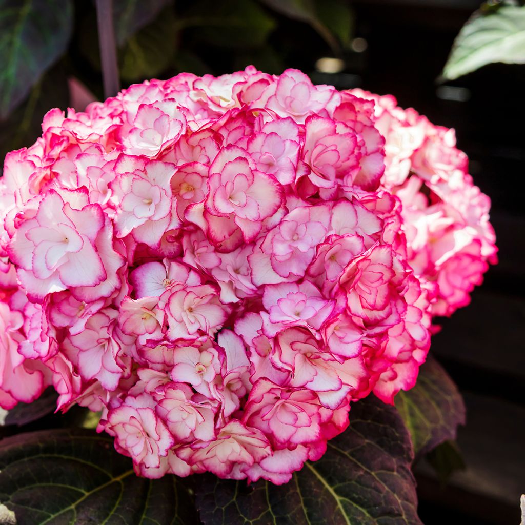 Hortensia macrophylla Miss Saori - Hydrangea