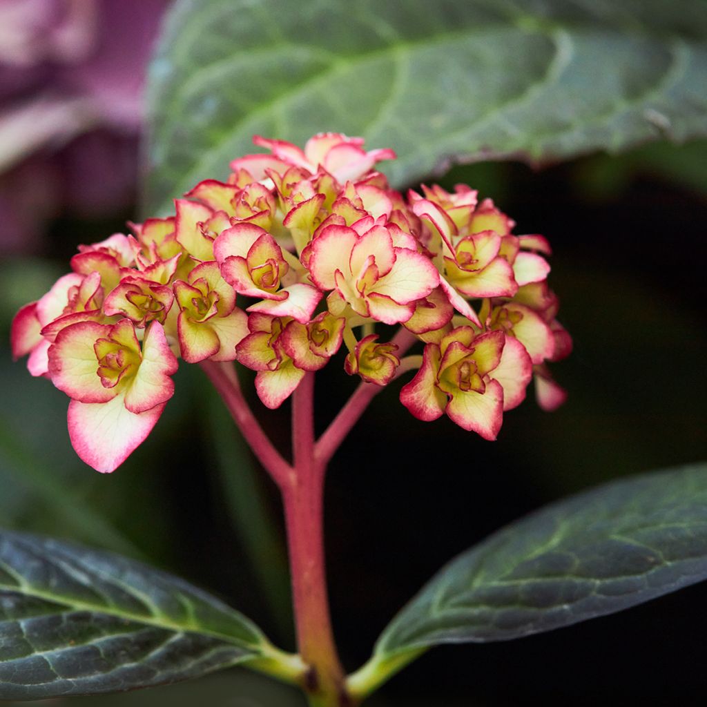 Hortensia macrophylla Miss Saori - Hydrangea