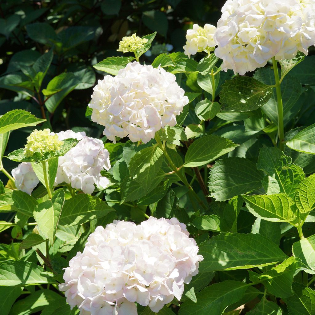 Hortensia macrophylla Mme Emile Mouillière - Hydrangea