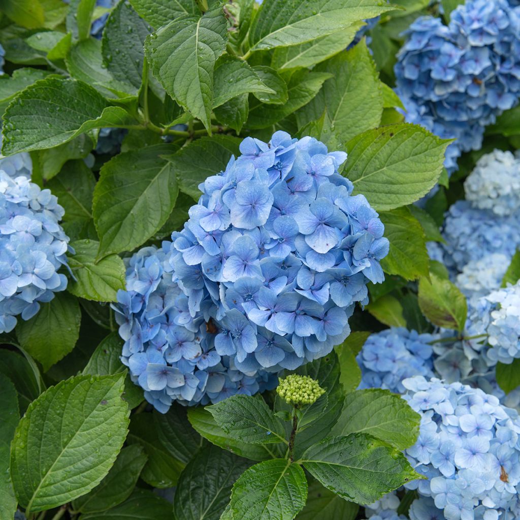 Hortensia macrophylla Mousseline - Hydrangea