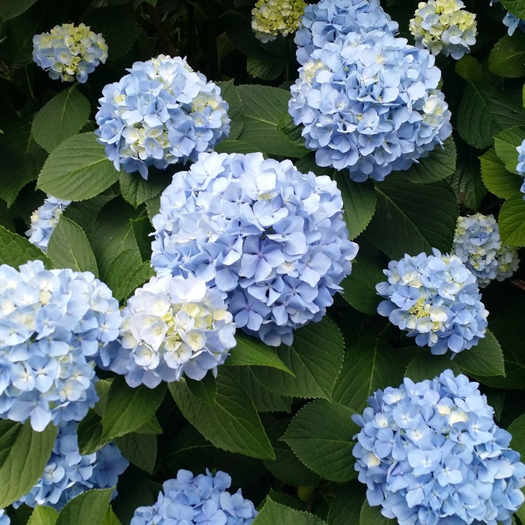 Hortensia macrophylla Nikko Blue - Hydrangea