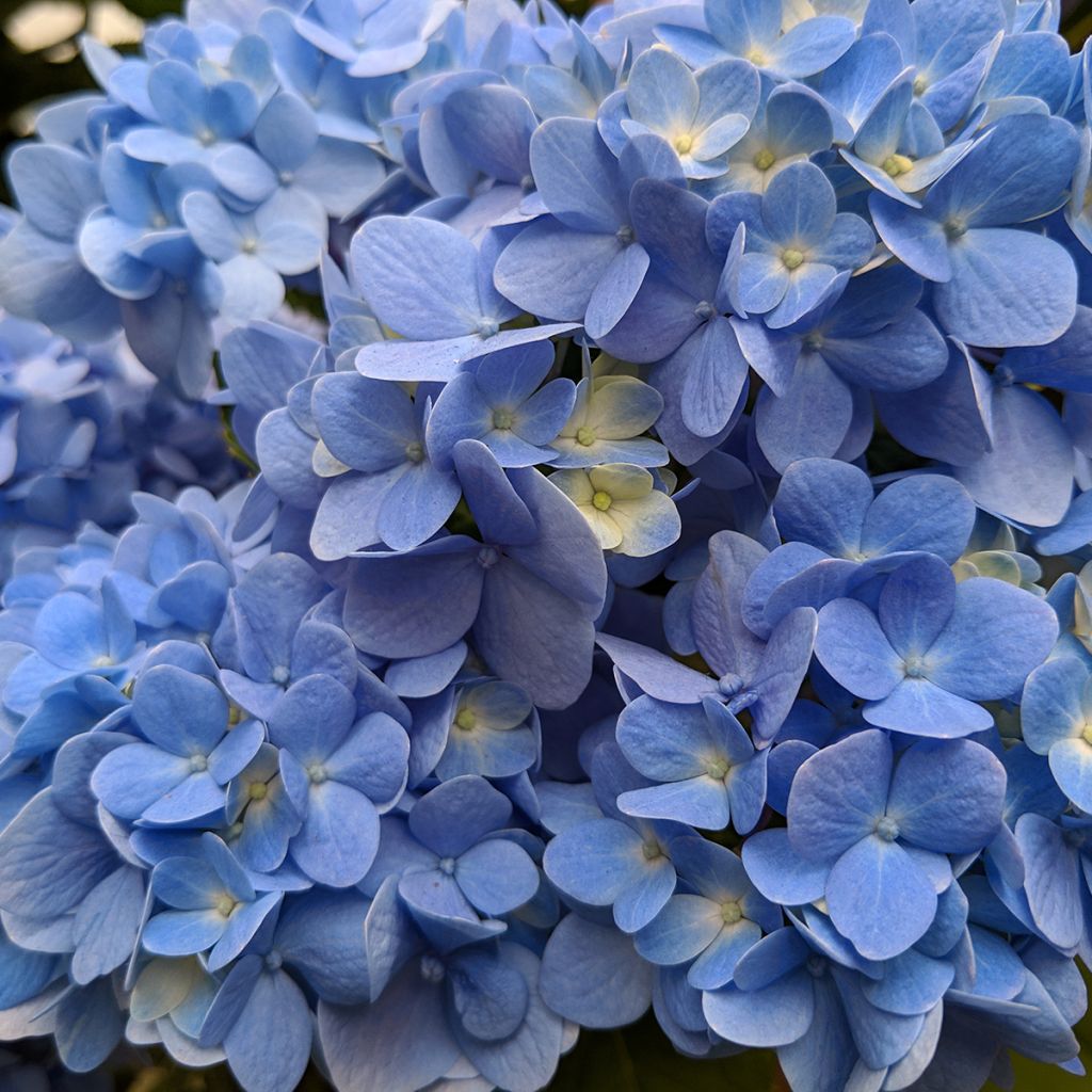 Hortensia macrophylla Nikko Blue - Hydrangea