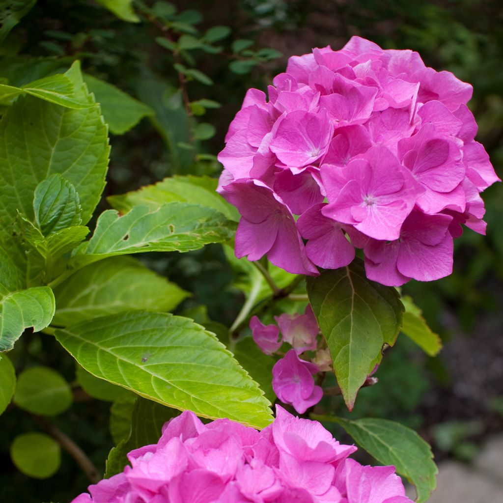 Hortensia macrophylla Pia - Hydrangea