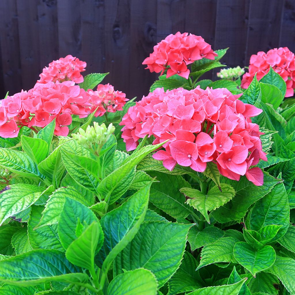 Hortensia macrophylla Pia - Hydrangea