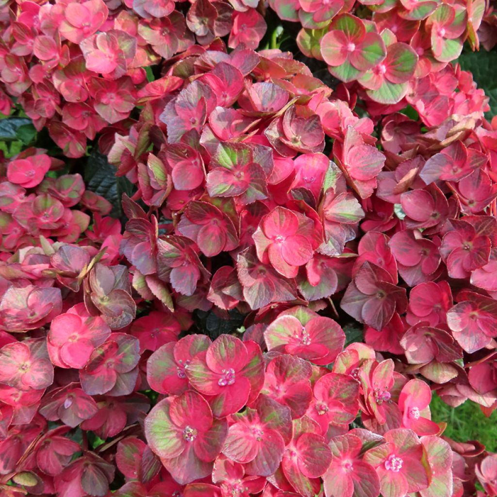 Hydrangea macrophylla Rebellion Choco Love - Hortensia