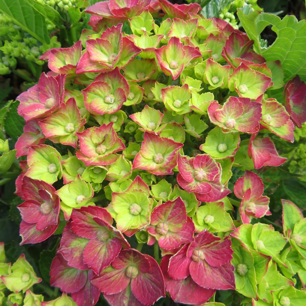 Hydrangea macrophylla Rebellion Choco Love - Hortensia