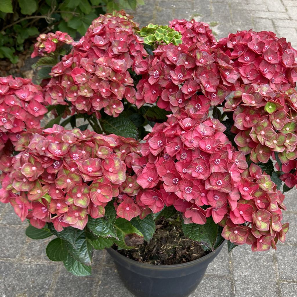 Hydrangea macrophylla Rebellion Choco Love - Hortensia