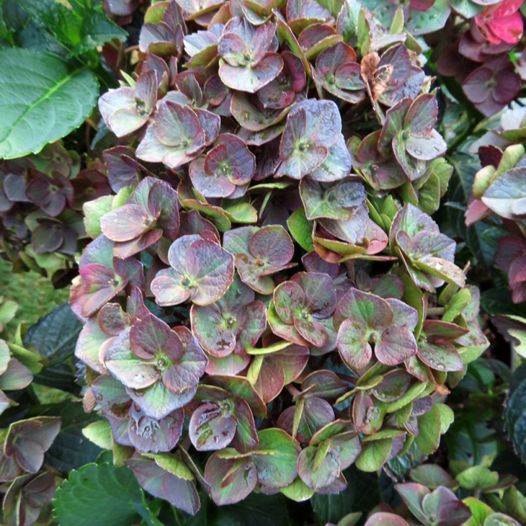 Hydrangea macrophylla Rebellion Choco Love - Hortensia