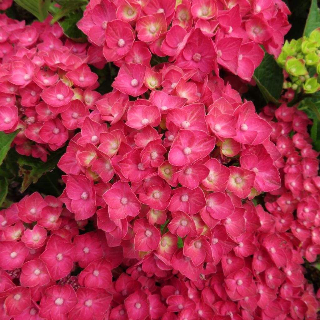 Hydrangea macrophylla Rebellion Choco Love - Hortensia