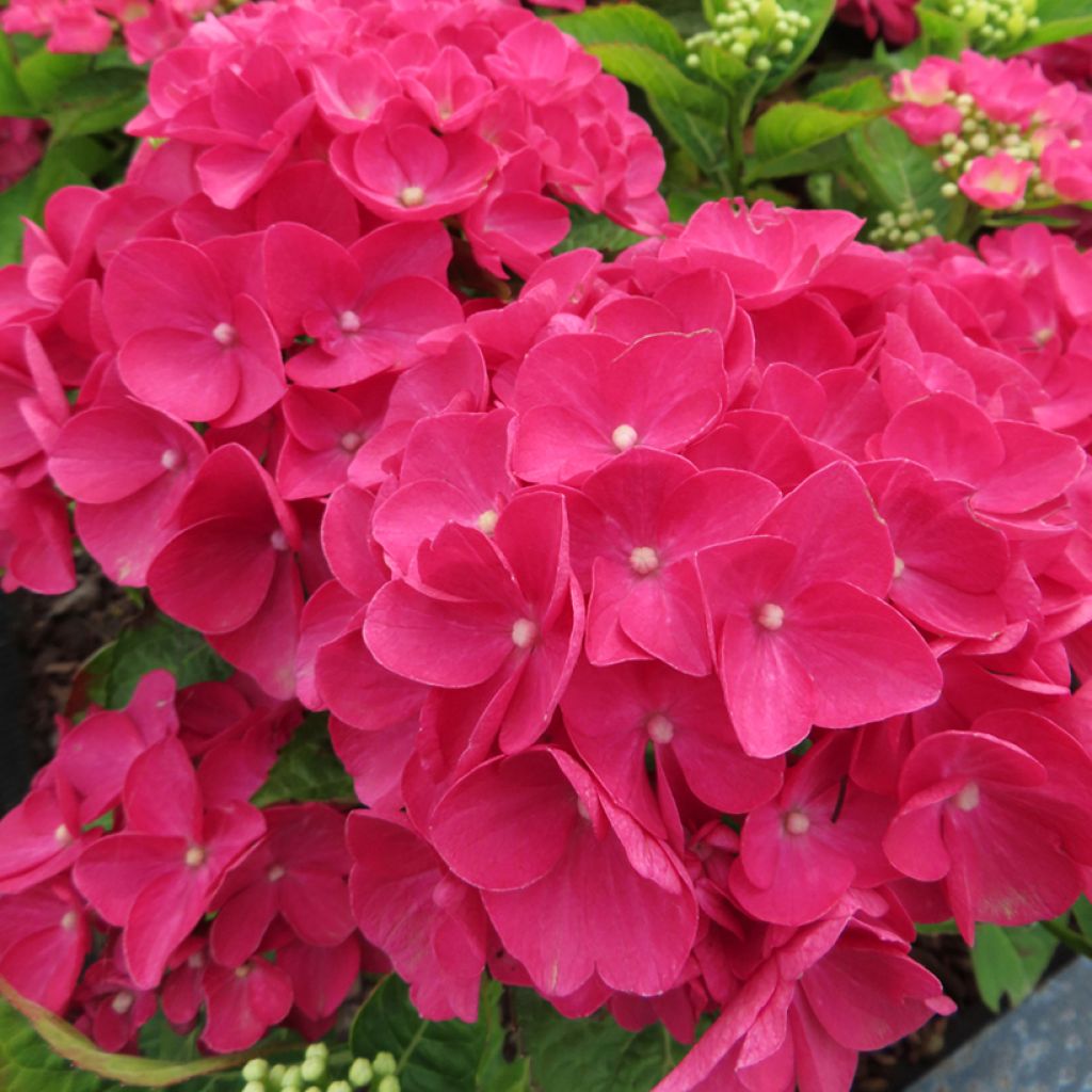 Hydrangea macrophylla Rebellion Dark Pink Love - Hortensia