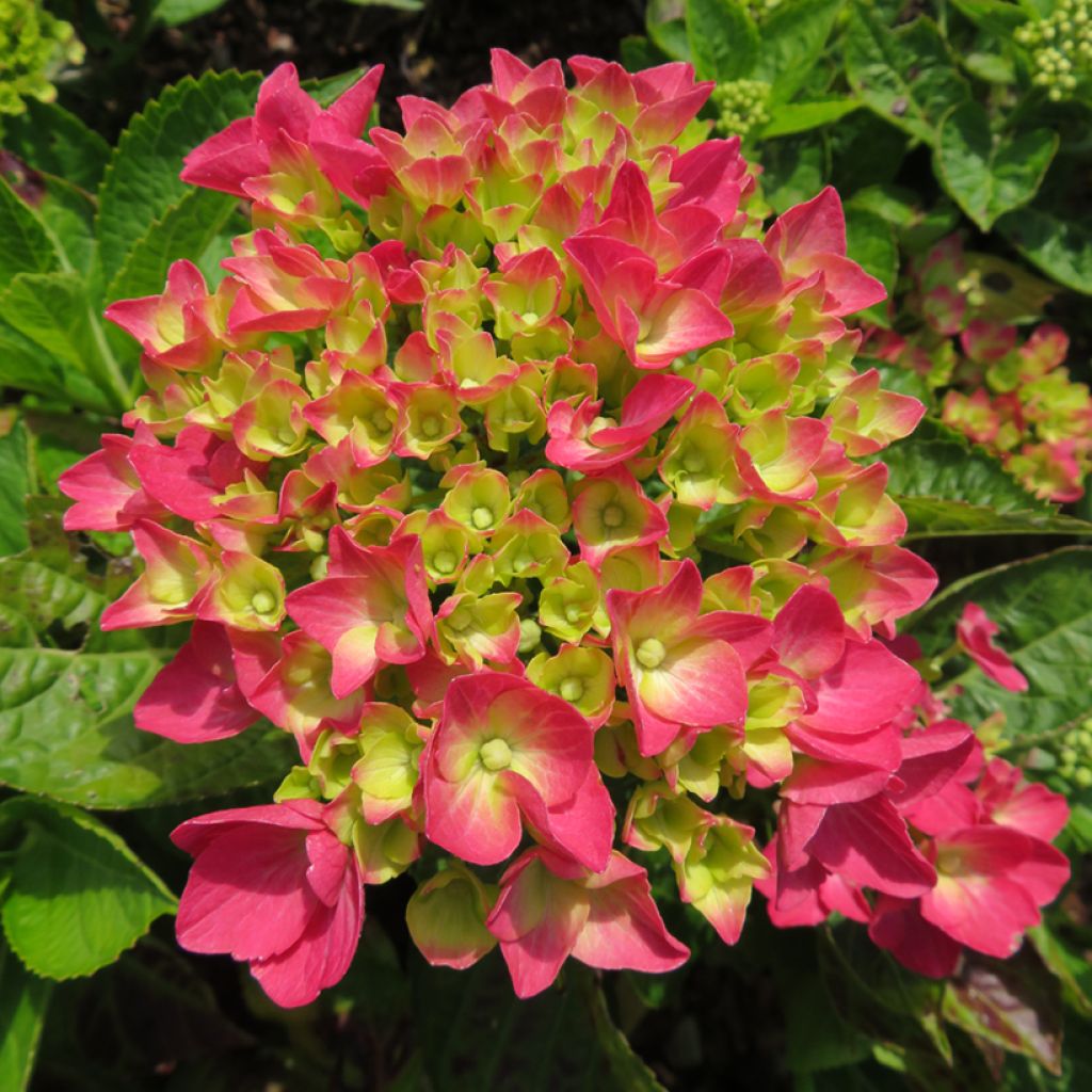 Hydrangea macrophylla Rebellion Dark Pink Love - Hortensia