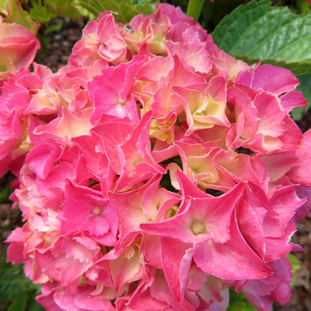 Hydrangea macrophylla Rebellion Pink Love - Hortensia