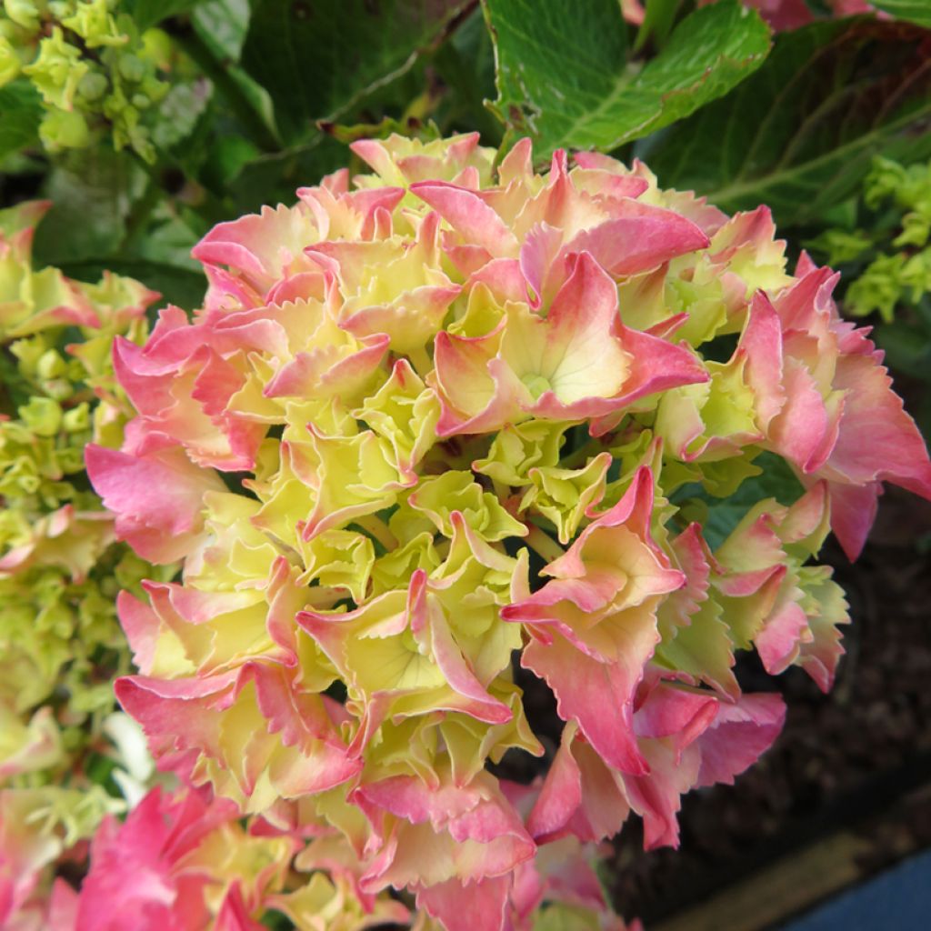 Hydrangea macrophylla Rebellion Pink Love - Hortensia
