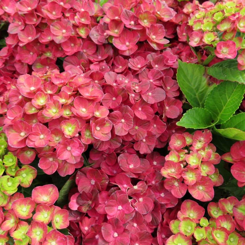 Hydrangea macrophylla Rebellion Pistachio Love - Hortensia