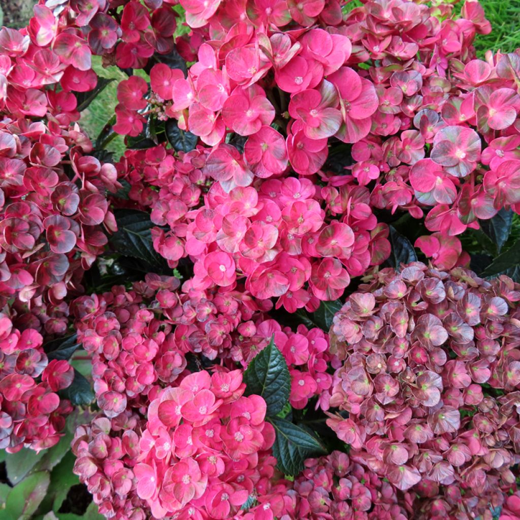 Hydrangea macrophylla Rebellion Pistachio Love - Hortensia