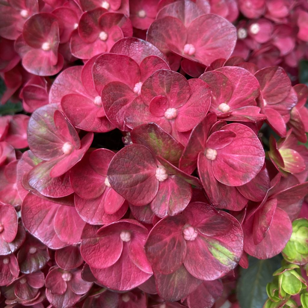 Hydrangea macrophylla Rebellion Pistachio Love - Hortensia