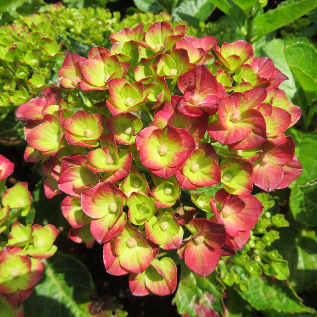 Hydrangea macrophylla Rebellion Pistachio Love - Hortensia