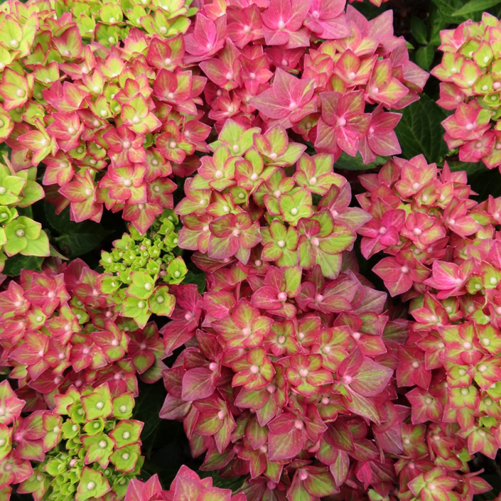 Hydrangea macrophylla Rebellion Red Love - Hortensia