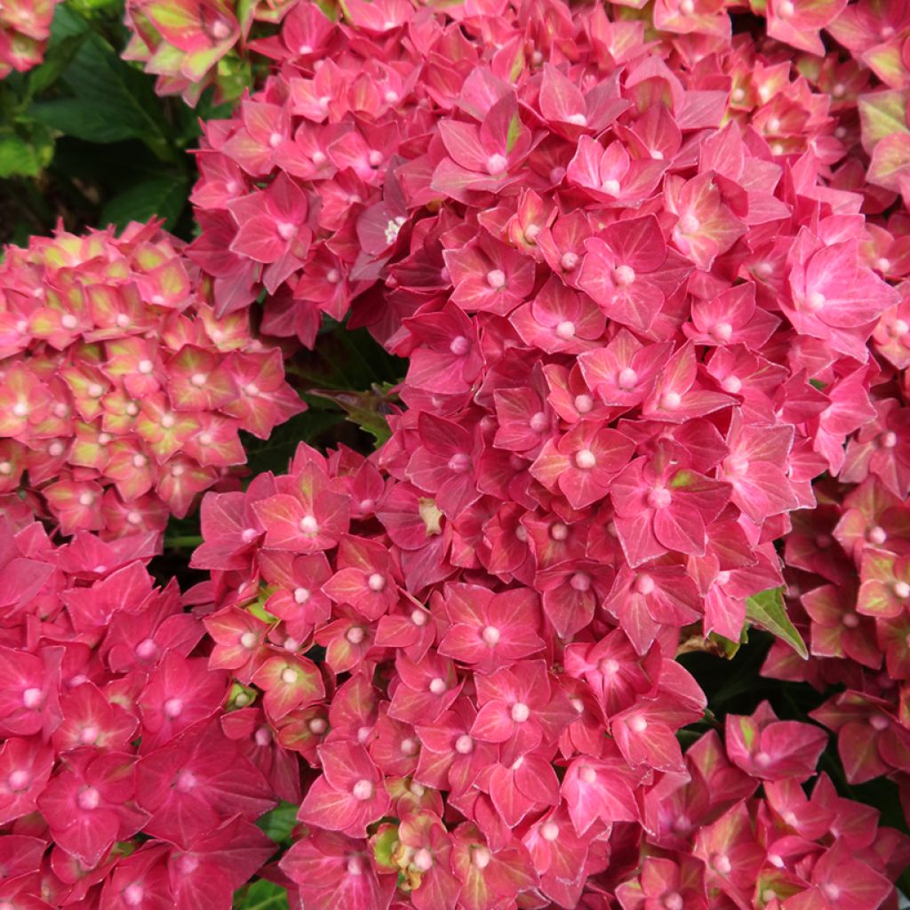 Hydrangea macrophylla Rebellion Red Love - Hortensia