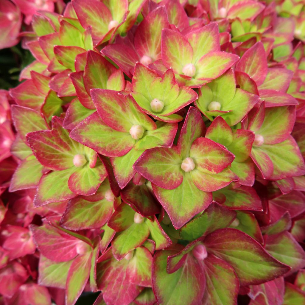 Hydrangea macrophylla Rebellion Red Love - Hortensia