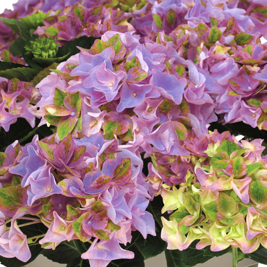 Hydrangea macrophylla Rembrandt Antico Fresco - Hortensia