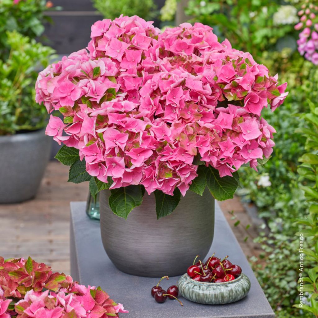 Hydrangea macrophylla Rembrandt Antico Fresco - Hortensia