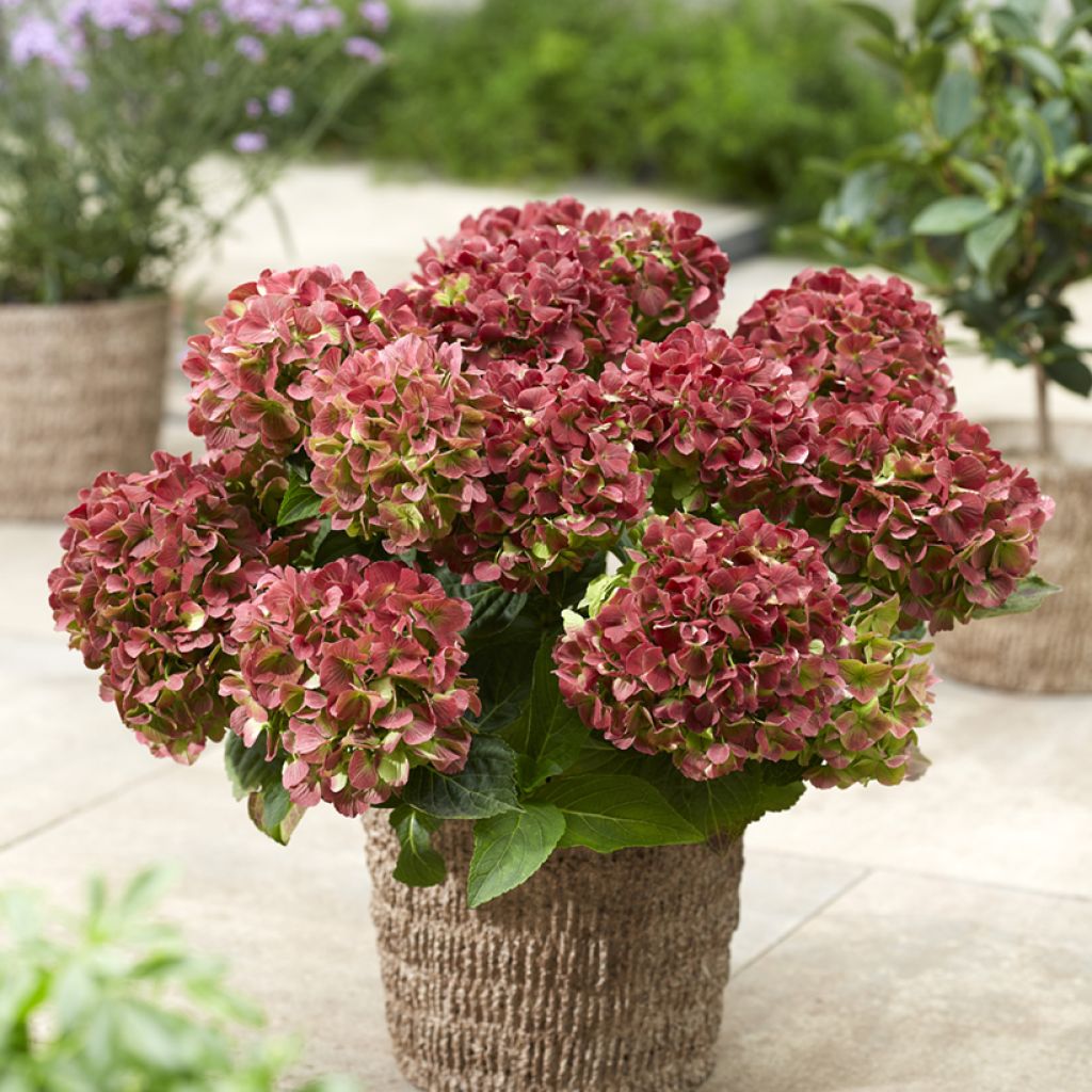 Hydrangea macrophylla Rembrandt Bella Pesche - Hortensia