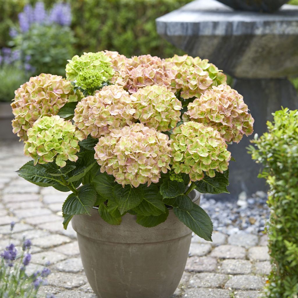 Hydrangea macrophylla Rembrandt Bella Pesche - Hortensia