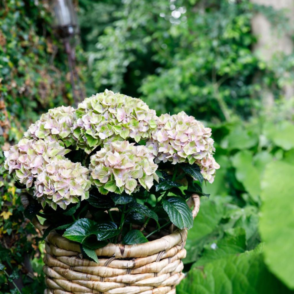 Hydrangea macrophylla Rembrandt Bella Pesche - Hortensia