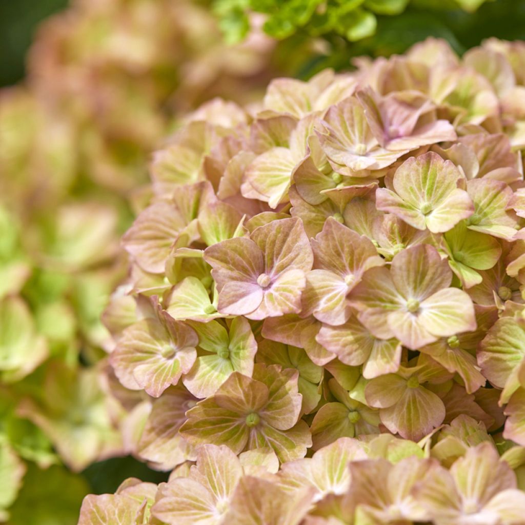 Hydrangea macrophylla Rembrandt Bella Pesche - Hortensia