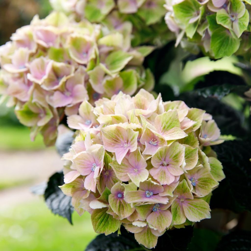 Hydrangea macrophylla Rembrandt Bella Pesche - Hortensia