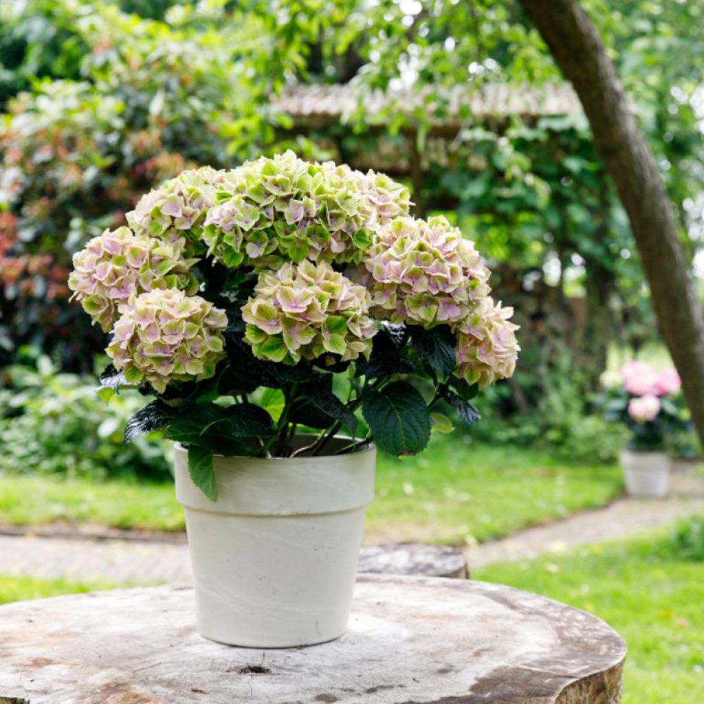 Hydrangea macrophylla Rembrandt Bella Pesche - Hortensia