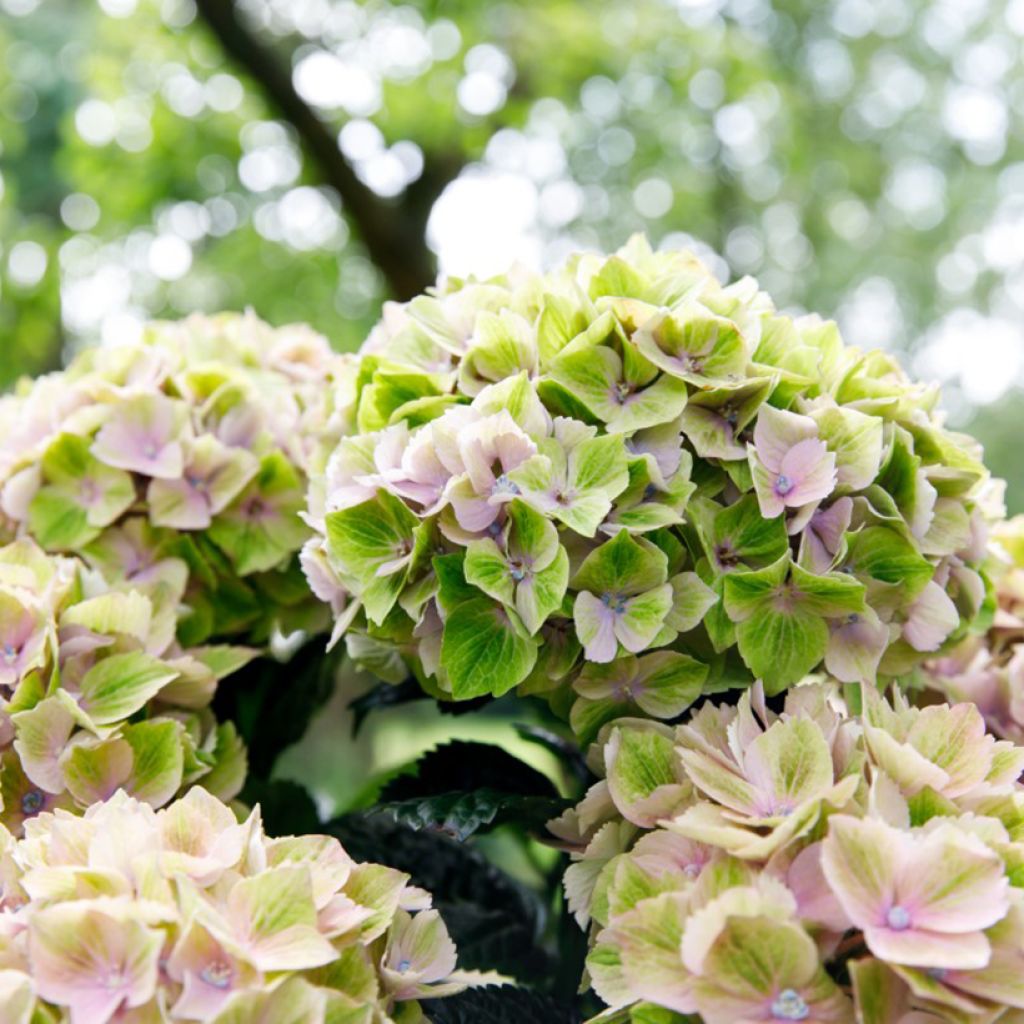 Hydrangea macrophylla Rembrandt Bella Pesche - Hortensia