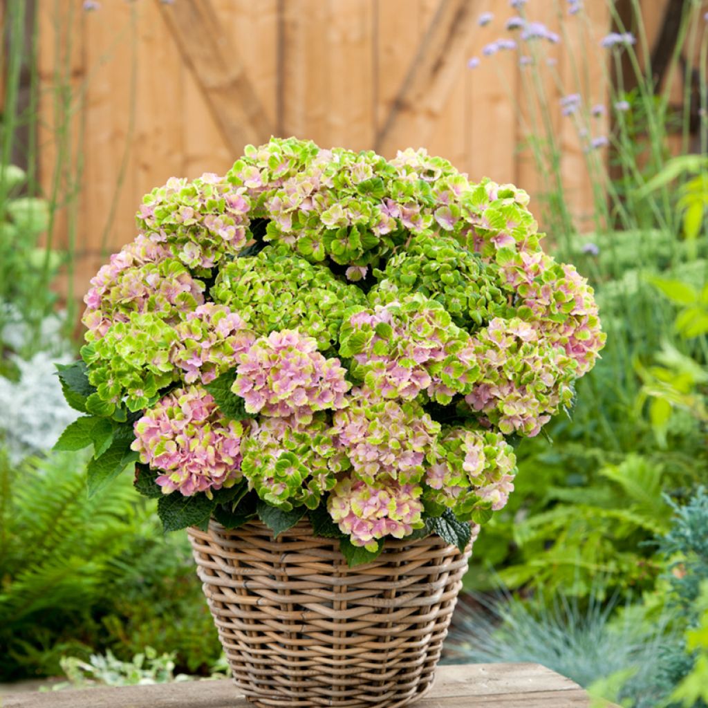 Hydrangea macrophylla Rembrandt Vibrant Verde - Hortensia